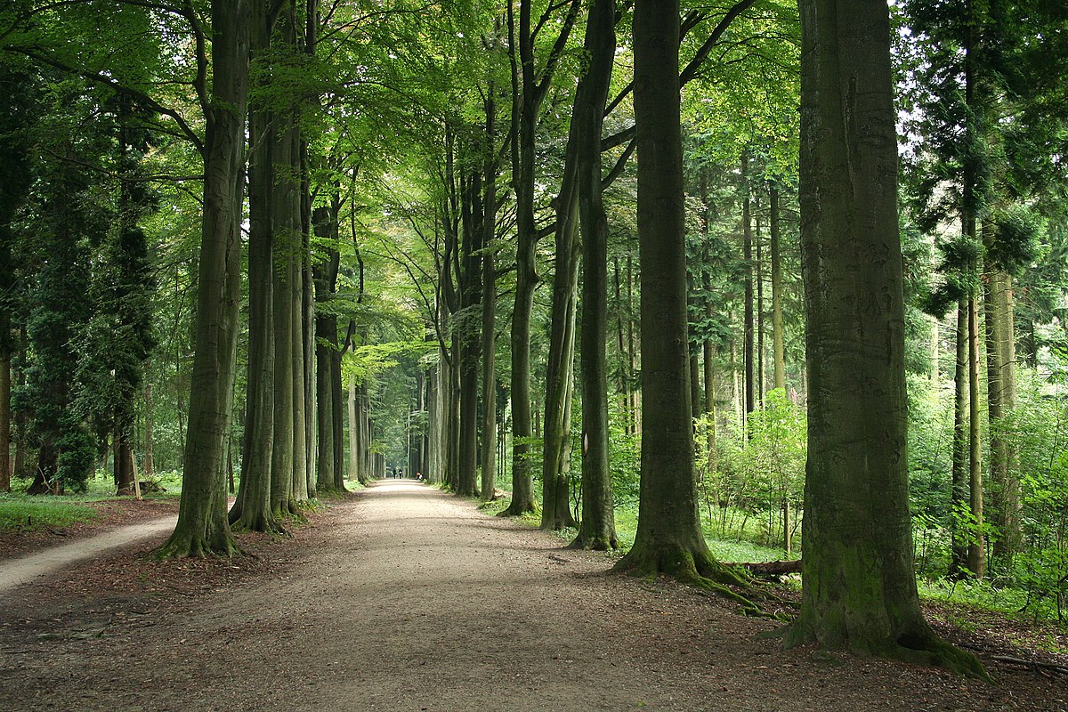 Bois des Capucins