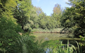 Buggenhoutbos