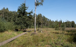 Drongengoedbos