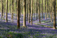 Hallerbos