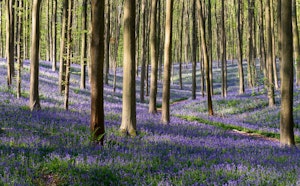 Hallerbos