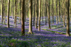Hallerbos