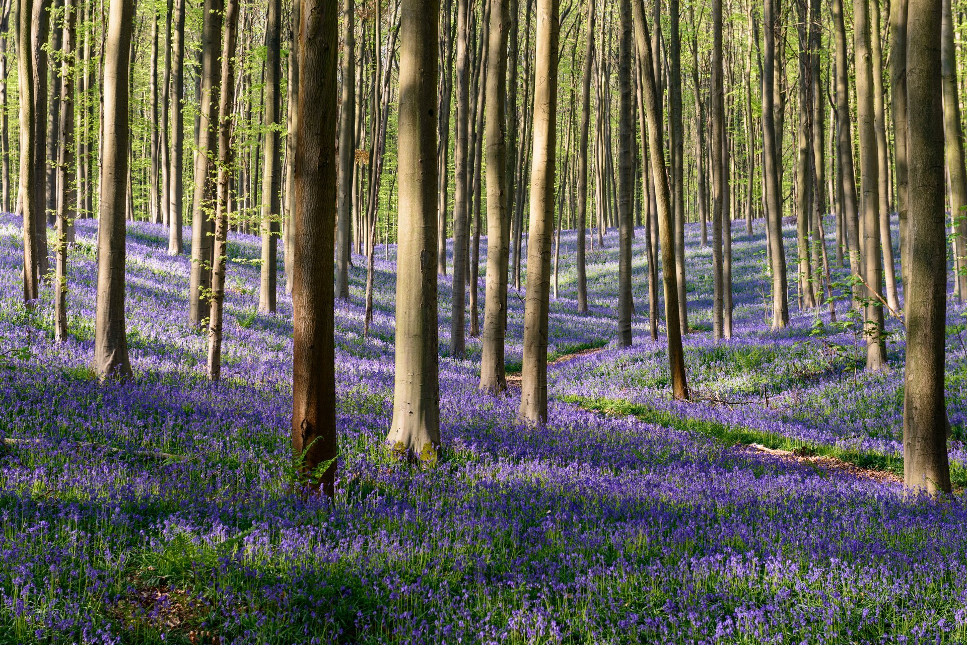 Bois de Hal