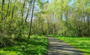 Osbroek