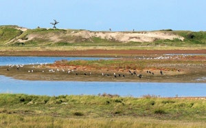 Het Zwin