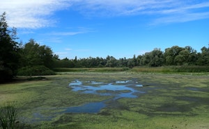 Hobokense Polder