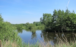 Het Molsbroek