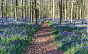 Hallerbos in a Loop