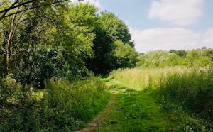 Bois de Liedekerke