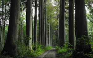Bois de Mollendaal