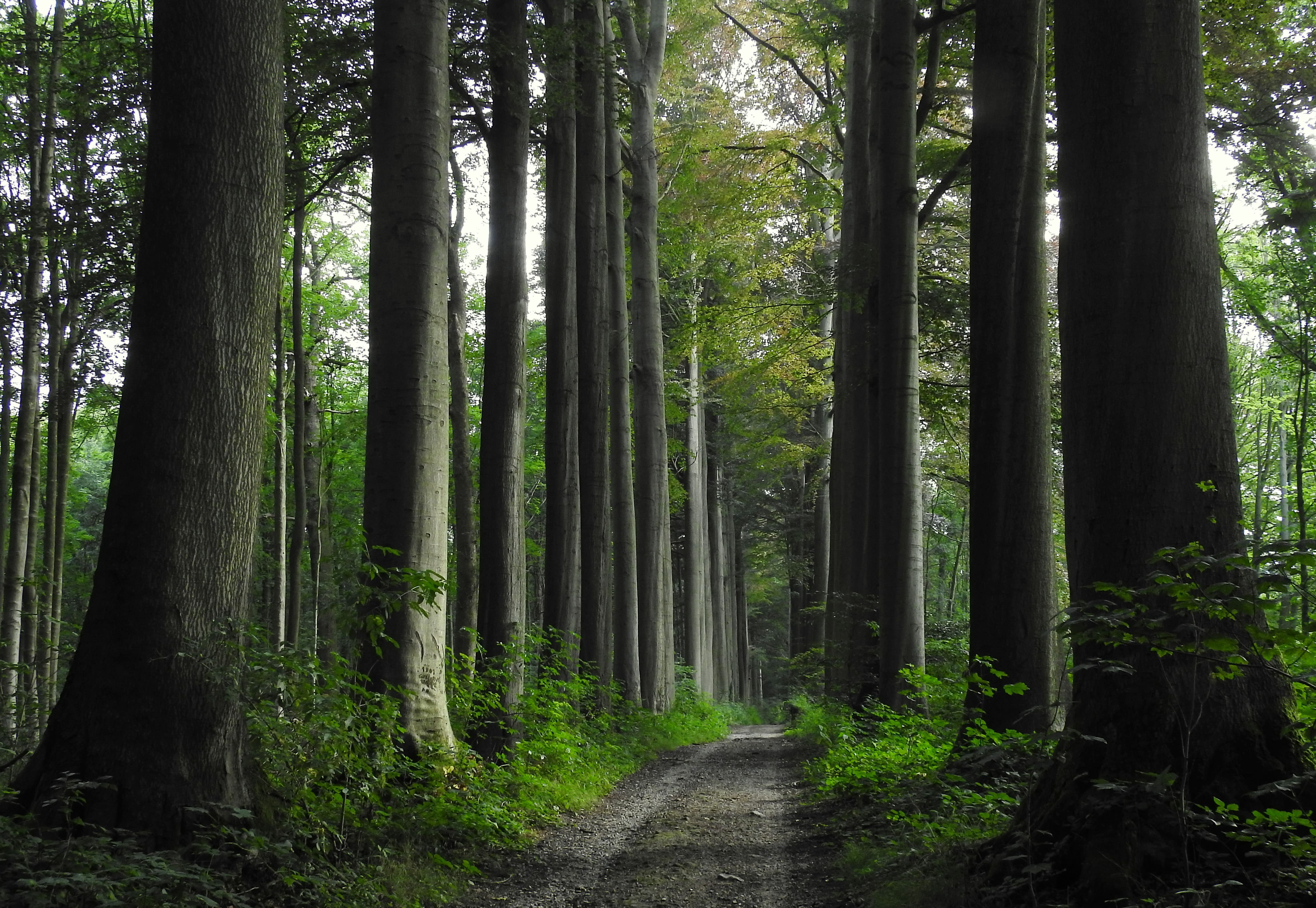 Mollendaalbos