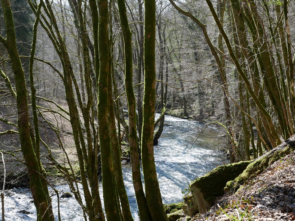 Le long de la Lesse