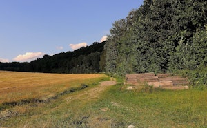 Bois de Laurensart