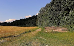 Bois de Laurensart