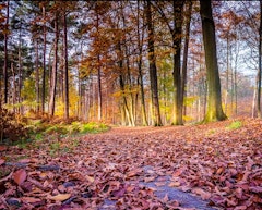 Bois du Sartage