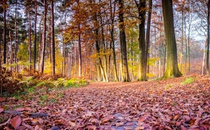 Bois du Sartage