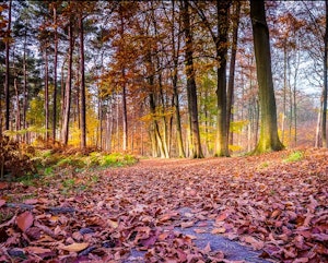 Bois du Sartage