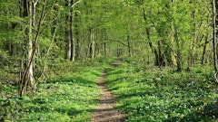 Bois de Hourpes