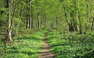 Bois de Hourpes