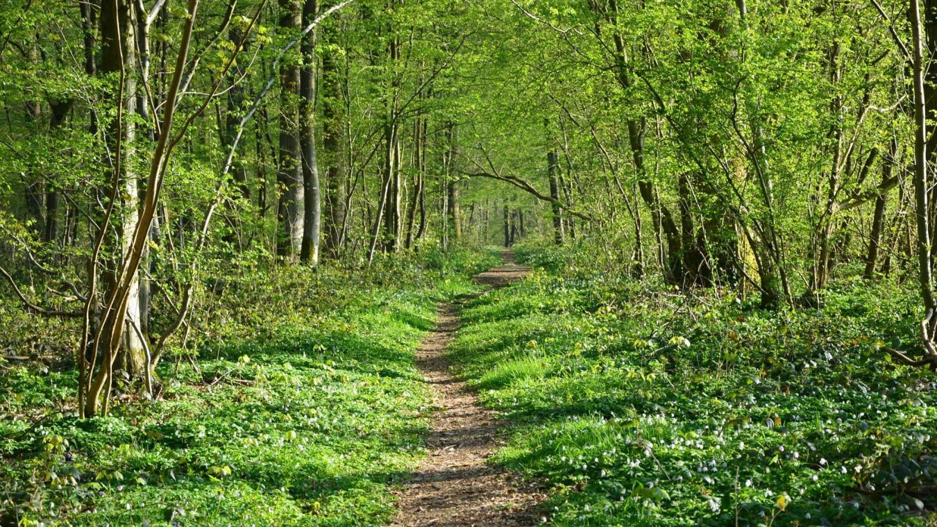 Bois de Hourpes