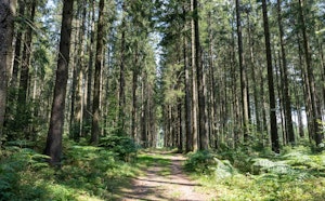 Bois de Libramont