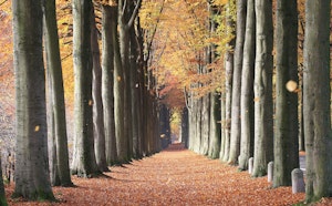 Bois de Mariemont