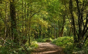 Bois de Soleilmont