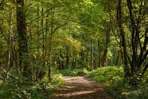 Bois de Soleilmont