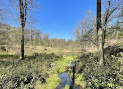 Bois de Thy