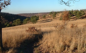 Bois des Dames