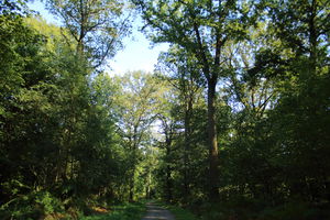 Forêt de Stambruges