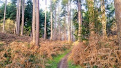 Forêt de Meerdael depuis Hamme-Mille