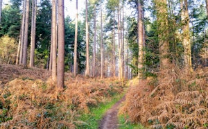 Forêt de Meerdael depuis Hamme-Mille