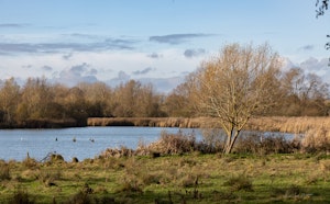 Harchies Marsh