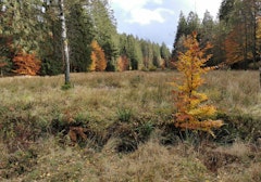 Hauteurs de Martelange