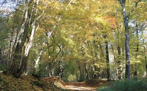 Long Loop of Bois de Colfontaine