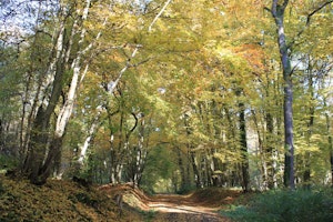 Long Loop of Bois de Colfontaine