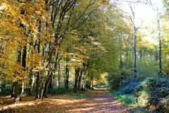 Short Loop of Bois de Colfontaine