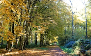 Short Loop of Bois de Colfontaine