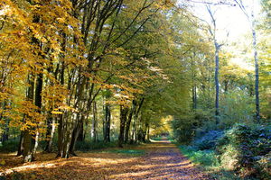 Petite boucle du bois de Colfontaine