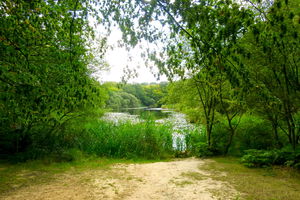Earl's Path to Wake Valley Pond