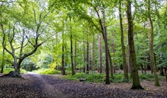 Thorndon Country Park