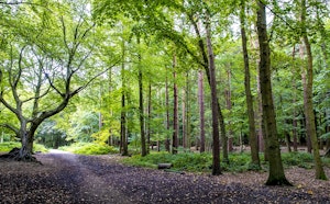 Thorndon Country Park