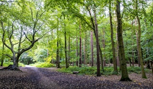 Thorndon Country Park