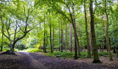Thorndon Country Park