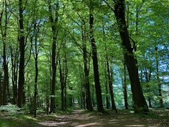 Forest of Bere