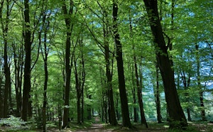 Forest of Bere