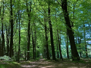 Forest of Bere