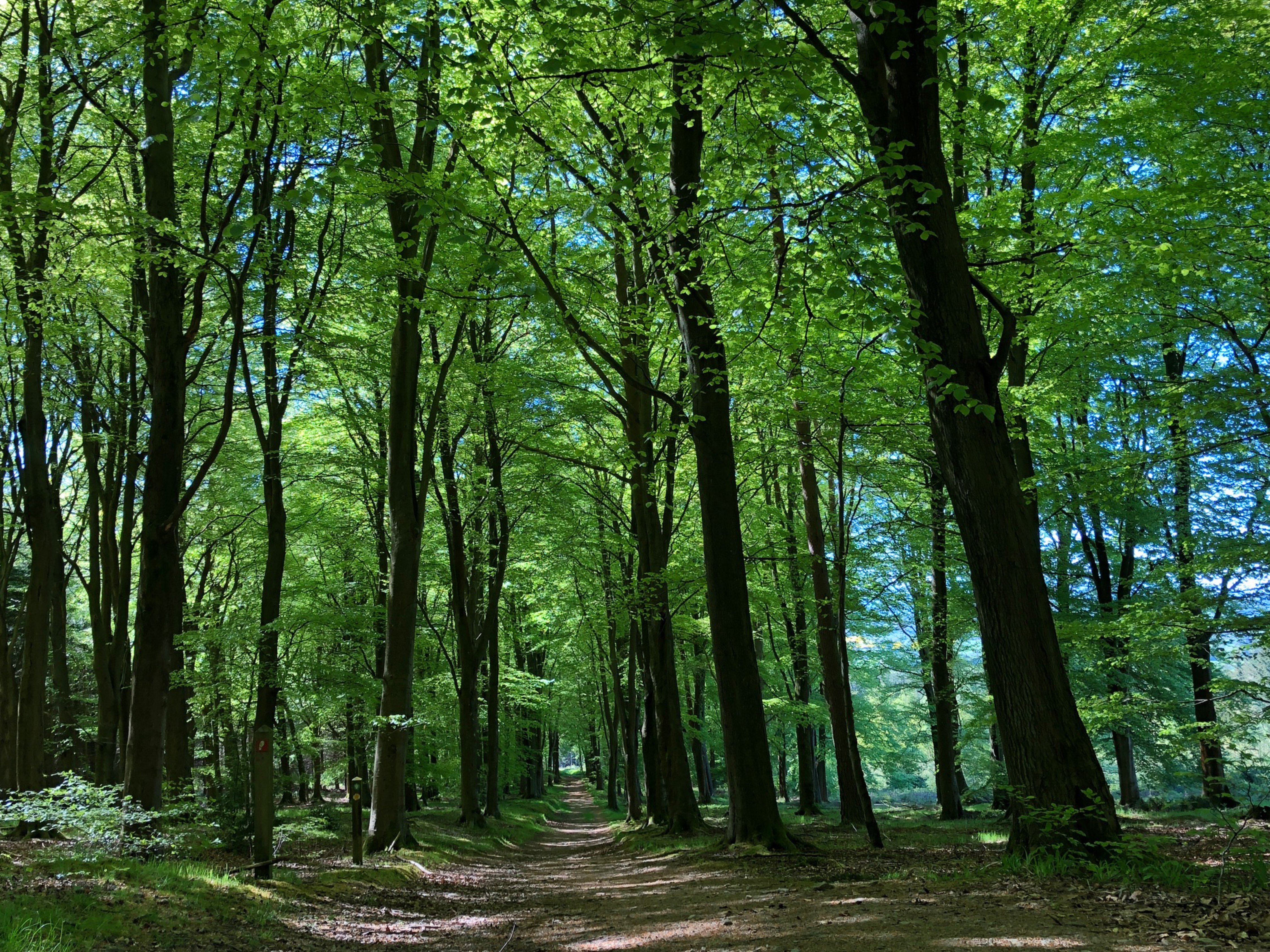 Forest of Bere