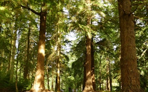 Tall Trees Trail